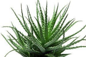 Aloe-vera