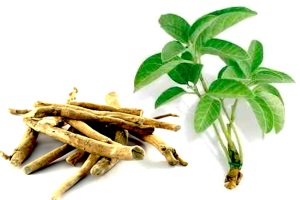 Ashwagandha_image1