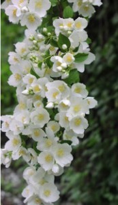 Jasmine_image