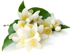 jasmine_image1
