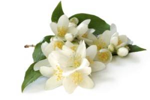 jasmine_image