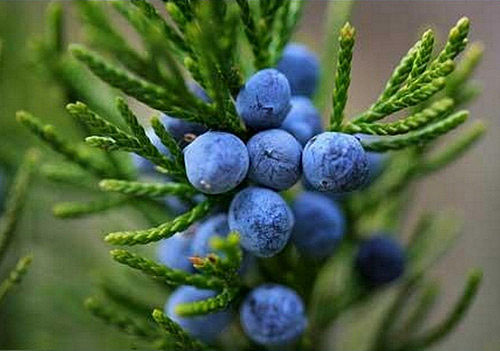 Juniper Berry