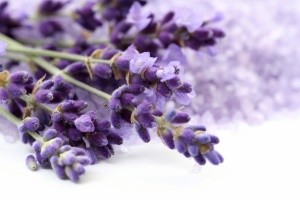 Lavander_image