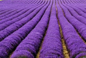 Lavander_image1