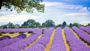 Lavander_image2