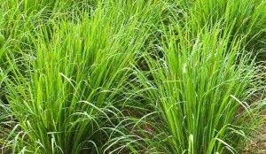 Lemongrass_image