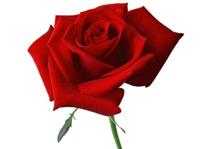 Rose_image