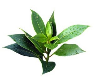 tea-tree_image