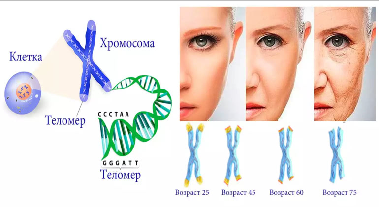 Telomer