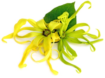Ylang Ylang_2