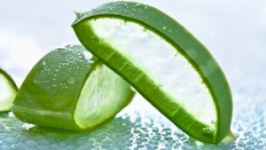 aloe vera_image