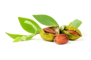 Jojoba seeds and leaves