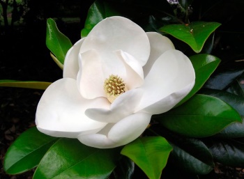 magnolia 1