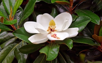 magnolia
