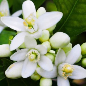neroli_image