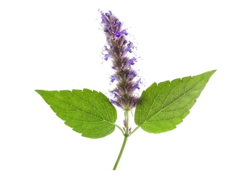 patchouli
